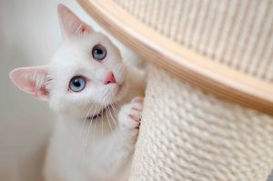noopener noreferrer rascador gato